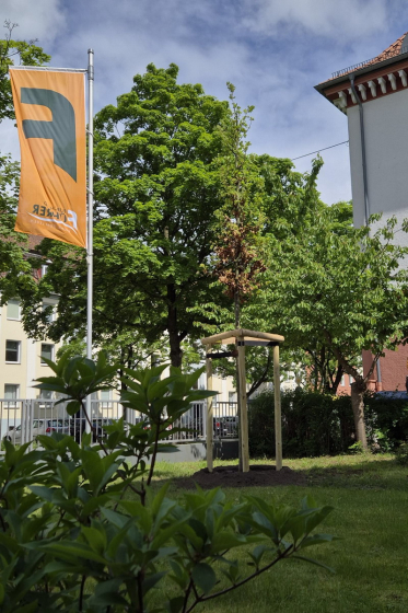 Baum pflanzen (3)
