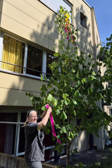 Maibaum schmücken (9)