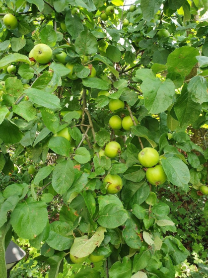 Außengelände (2)