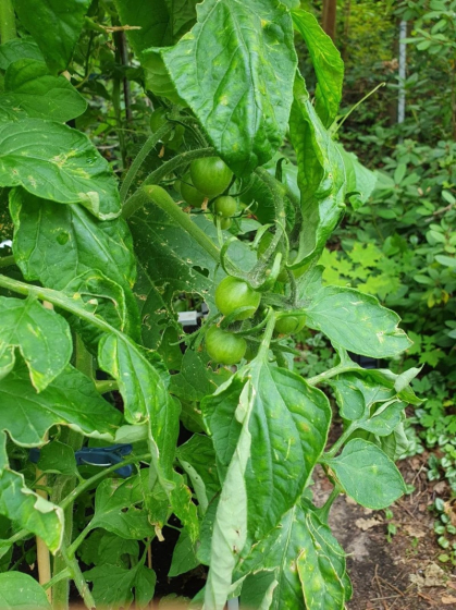 Außengelände (8)